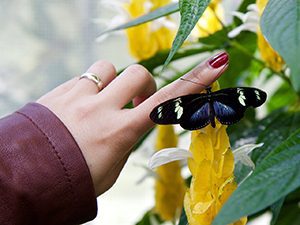 Taking the Butterflies out of Going Back to School